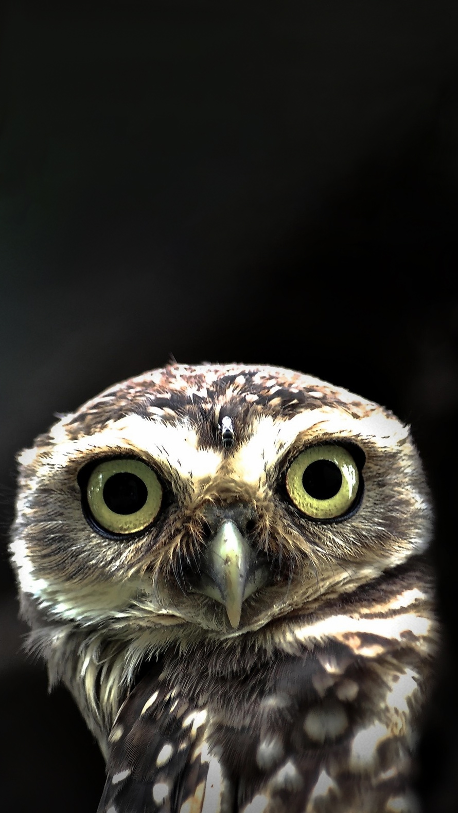 owl wallpaper iphone,owl,bird,bird of prey,western screech owl,beak
