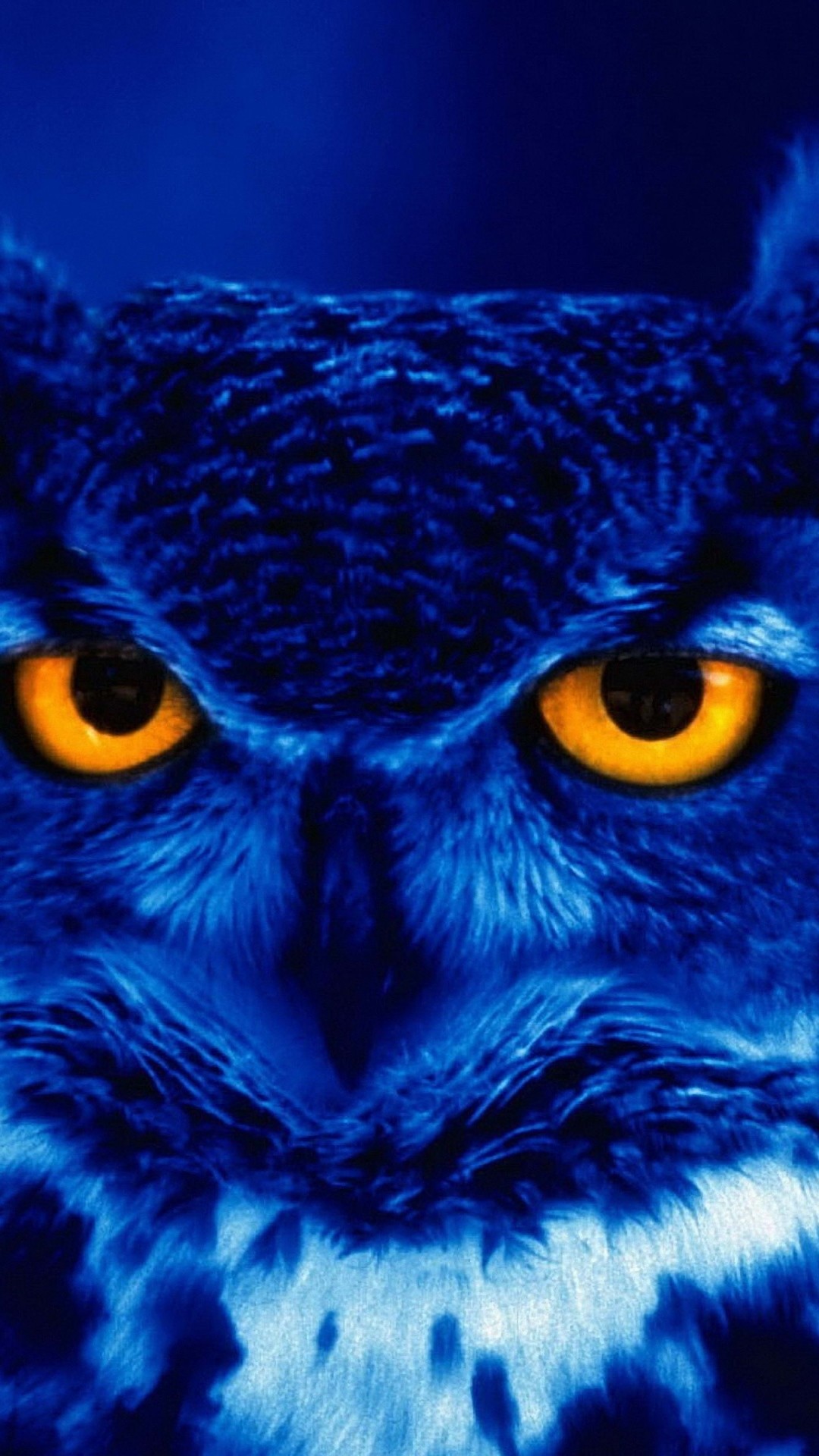 owl wallpaper iphone,owl,blue,bird of prey,bird,electric blue