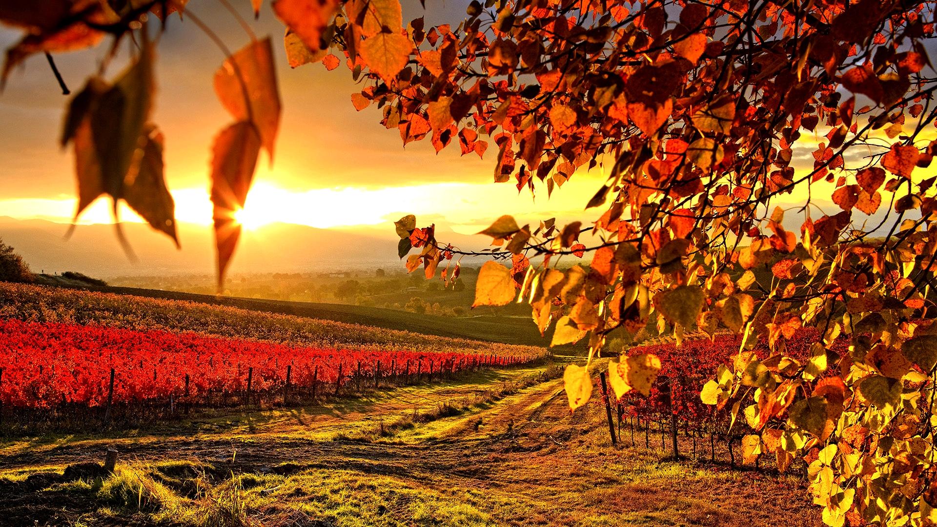 schöne tapete voll hd,natur,blatt,baum,feld,herbst