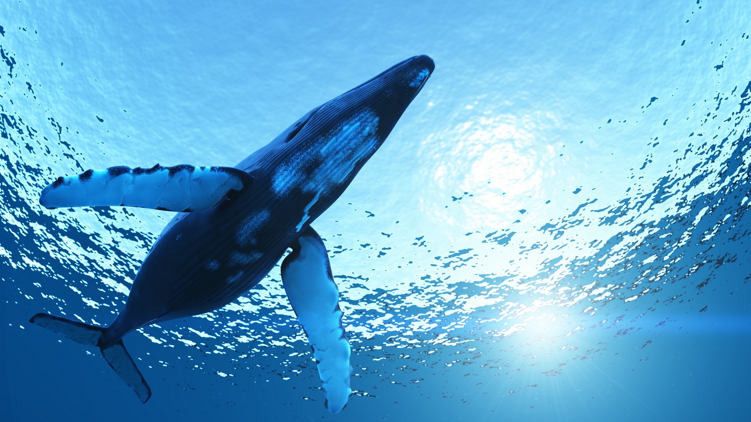 papier peint baleine bleue,bleu,l'eau,mammifère marin,requin,dauphin