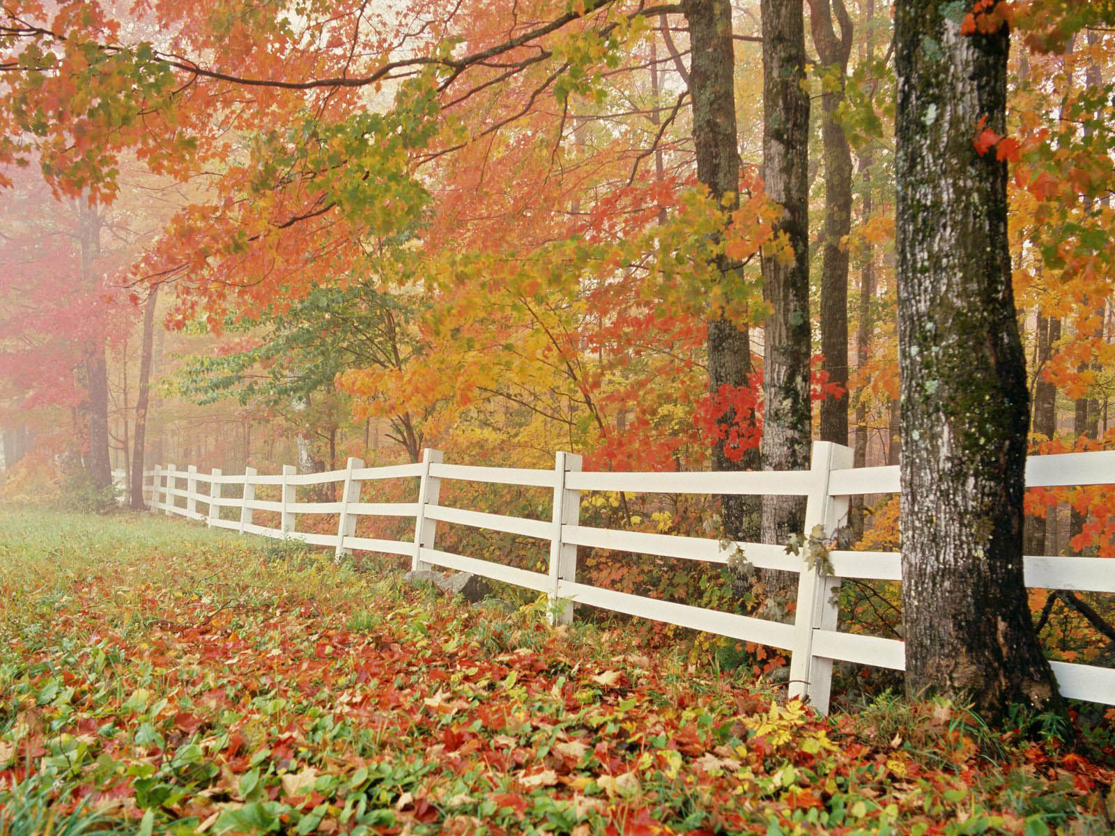 carta da parati romantis,paesaggio naturale,albero,natura,foglia,autunno