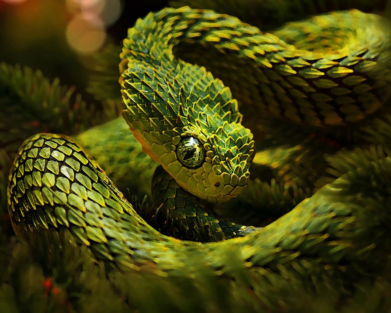 snake hd wallpaper,reptile,snake,serpent,mamba,scaled reptile