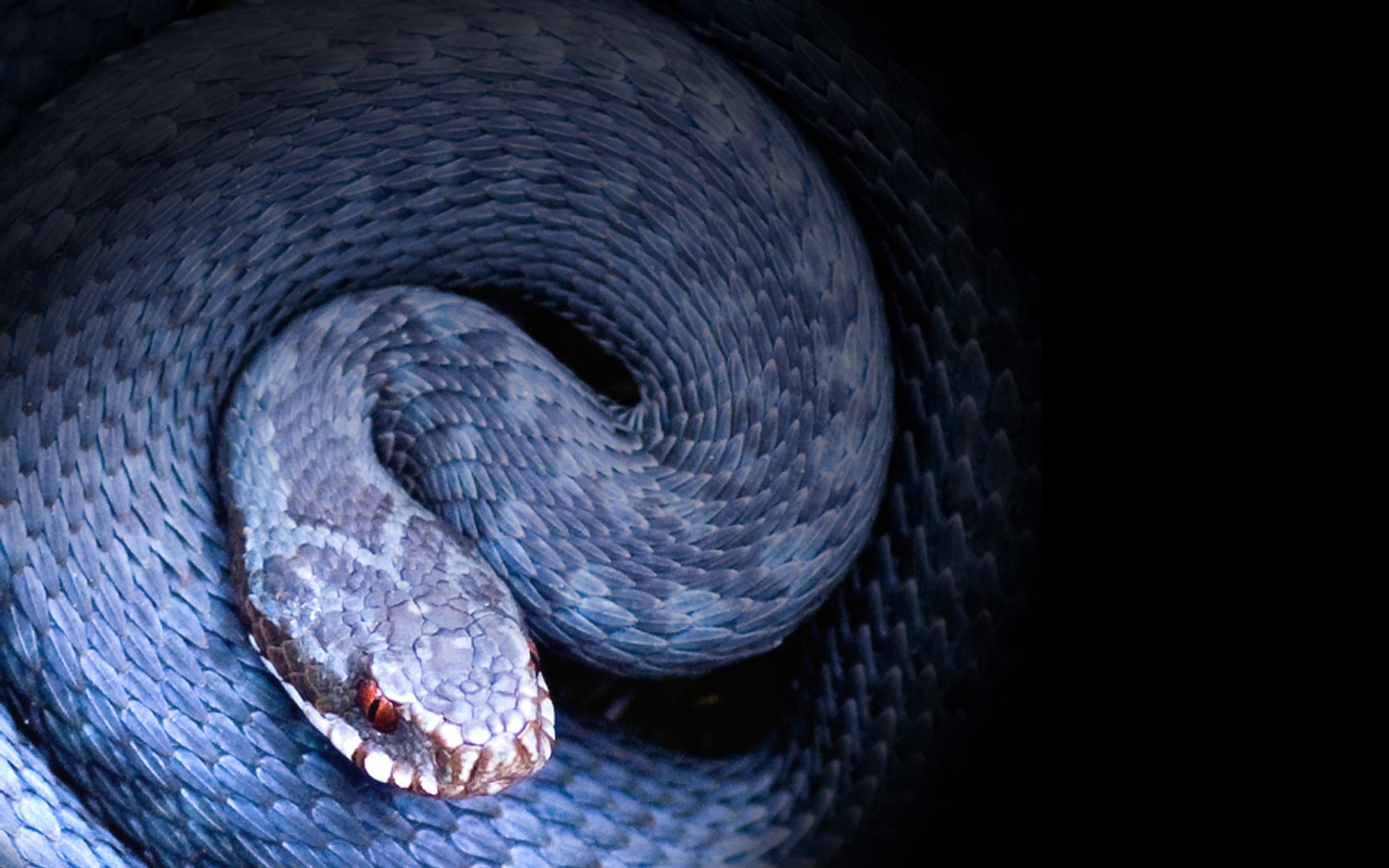 snake hd wallpaper,snake,serpent,reptile,scaled reptile,colubridae