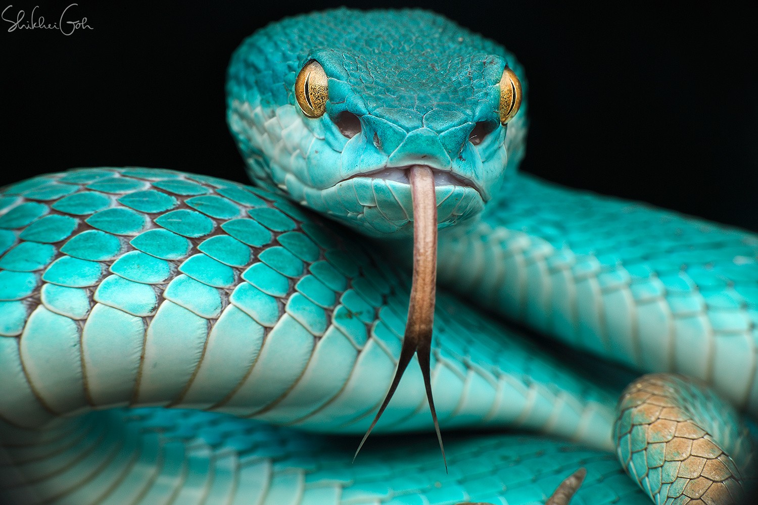 serpent fond d'écran hd,serpent,serpent,reptile,turquoise,elapidae