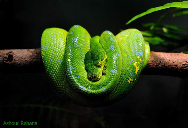 벽지 ular,뱀,뱀,부드러운 녹색 뱀,비열한,초록