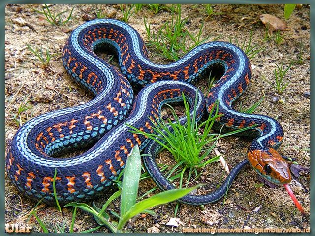 wallpaper ular,reptile,snake,common garter snake,ribbon snake,garter snake