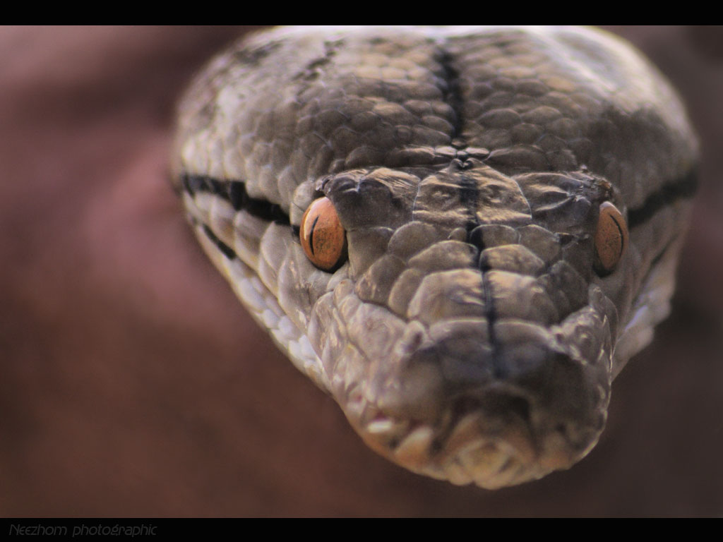 wallpaper ular,reptile,serpent,snake,scaled reptile,boa