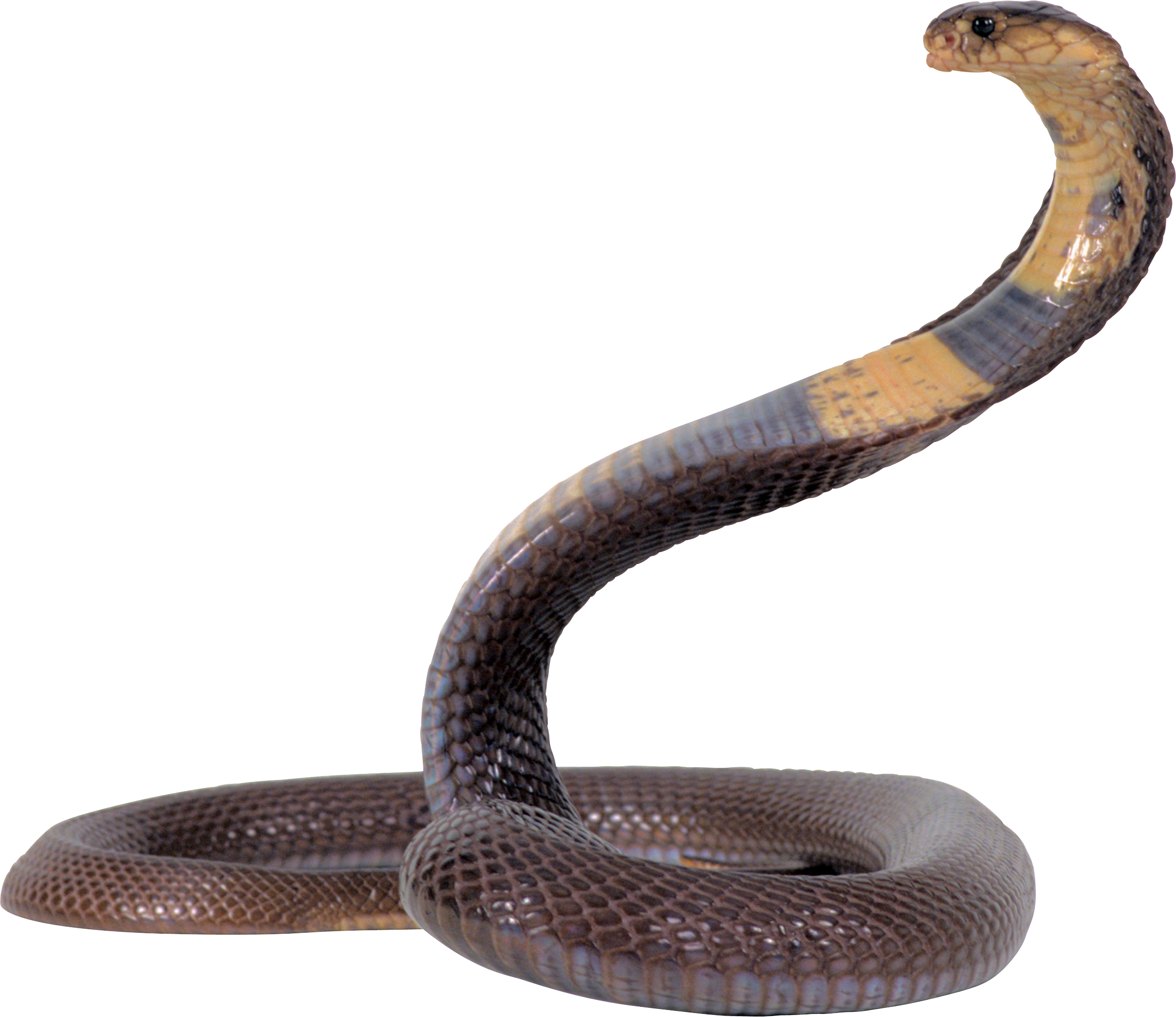 carta da parati ular,serpente,rettile,serpente,elapidae,re cobra