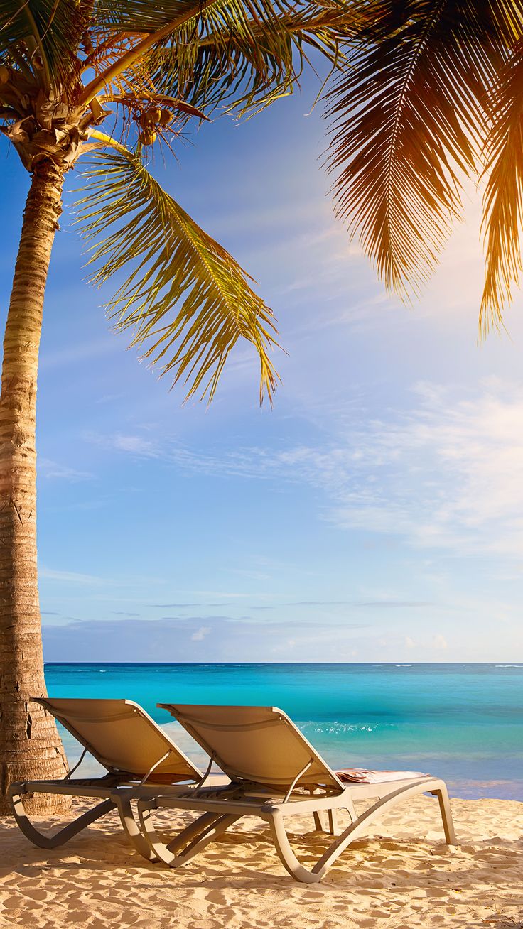 여름 아이폰 배경 화면,휴가,카리브해,나무,일광욕 용 의자,야자수