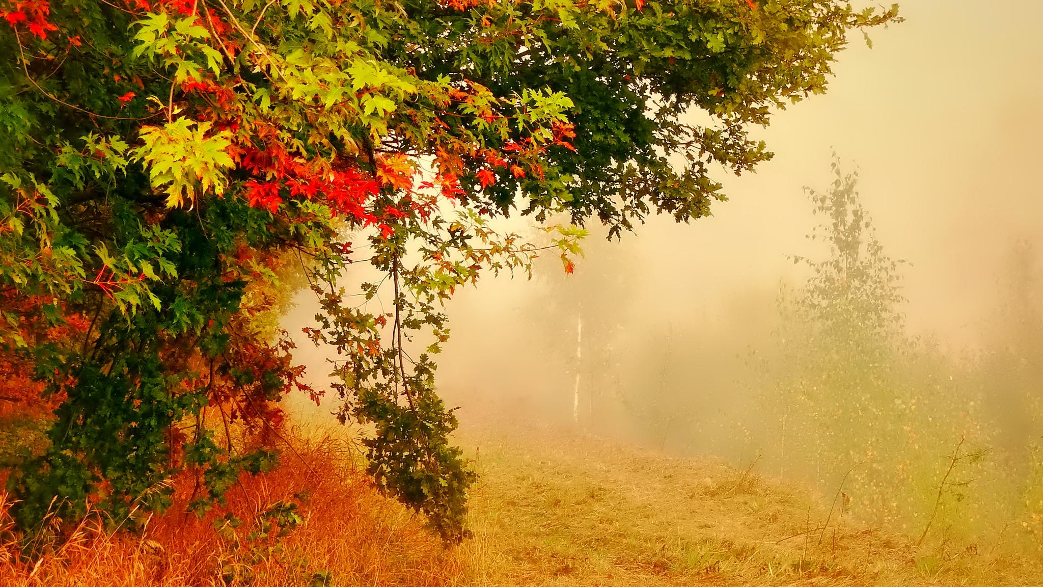 september tapete,natur,natürliche landschaft,baum,blatt,herbst