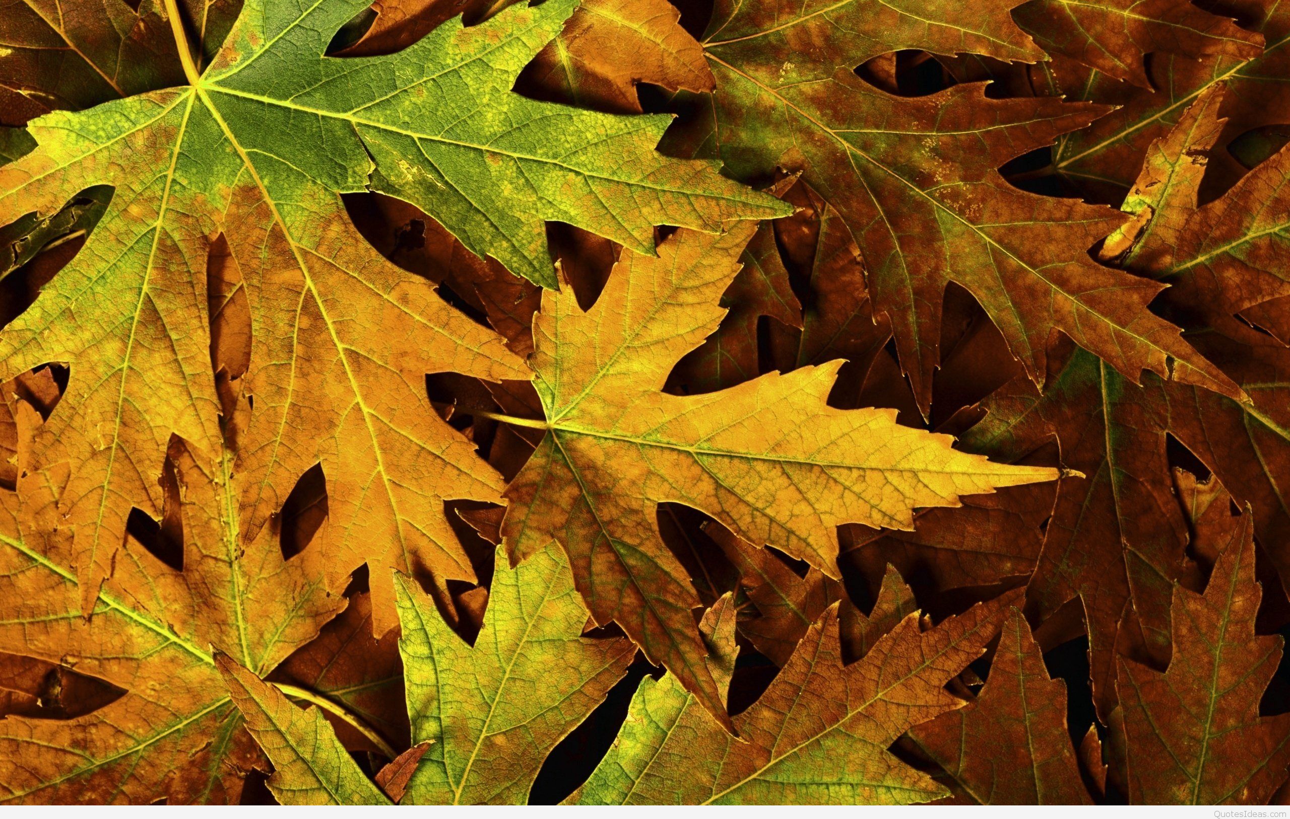 septiembre fondo de pantalla,hoja,árbol,planta,hoja de arce,avión