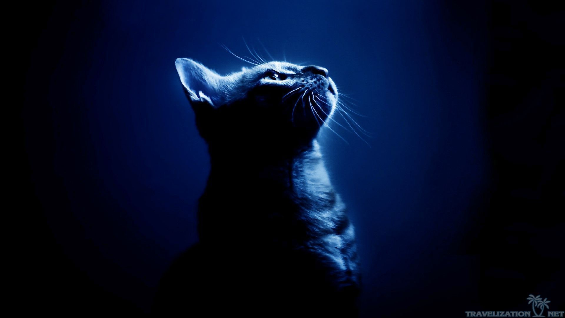 전사 고양이 바탕 화면,고양이,구레나룻,검정,felidae,어둠