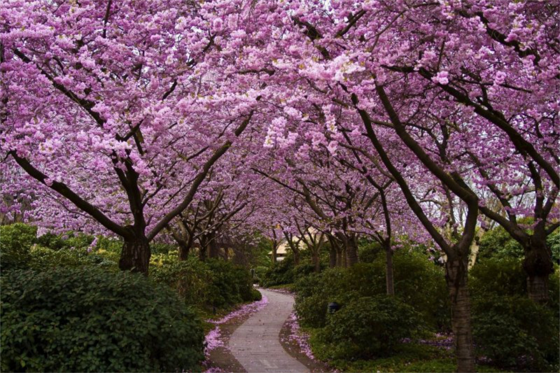 carta da parati sakura,fiore,albero,natura,fiorire,pianta
