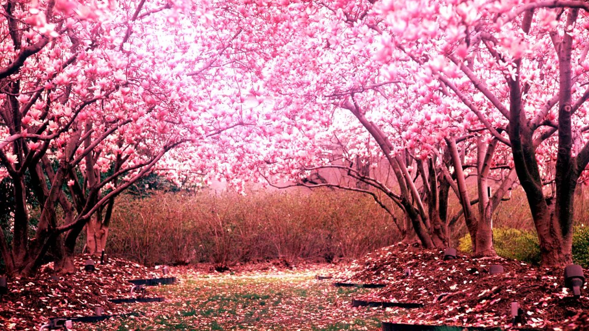 sakura wallpaper,tree,nature,natural landscape,spring,blossom
