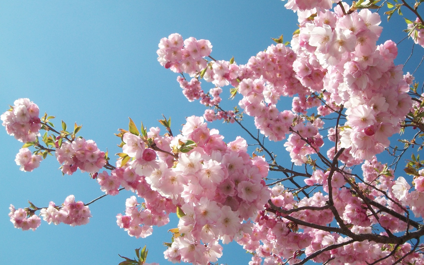 sakura wallpaper,flower,blossom,spring,cherry blossom,plant