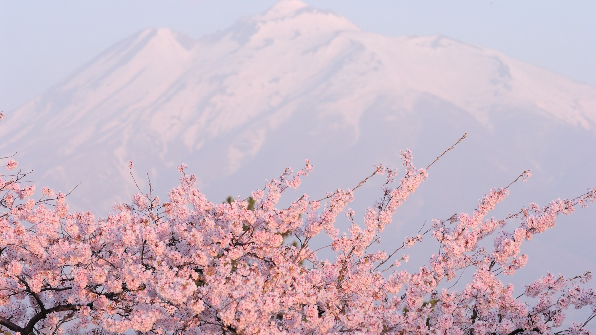 sakura wallpaper,flor,florecer,flor de cerezo,planta,primavera