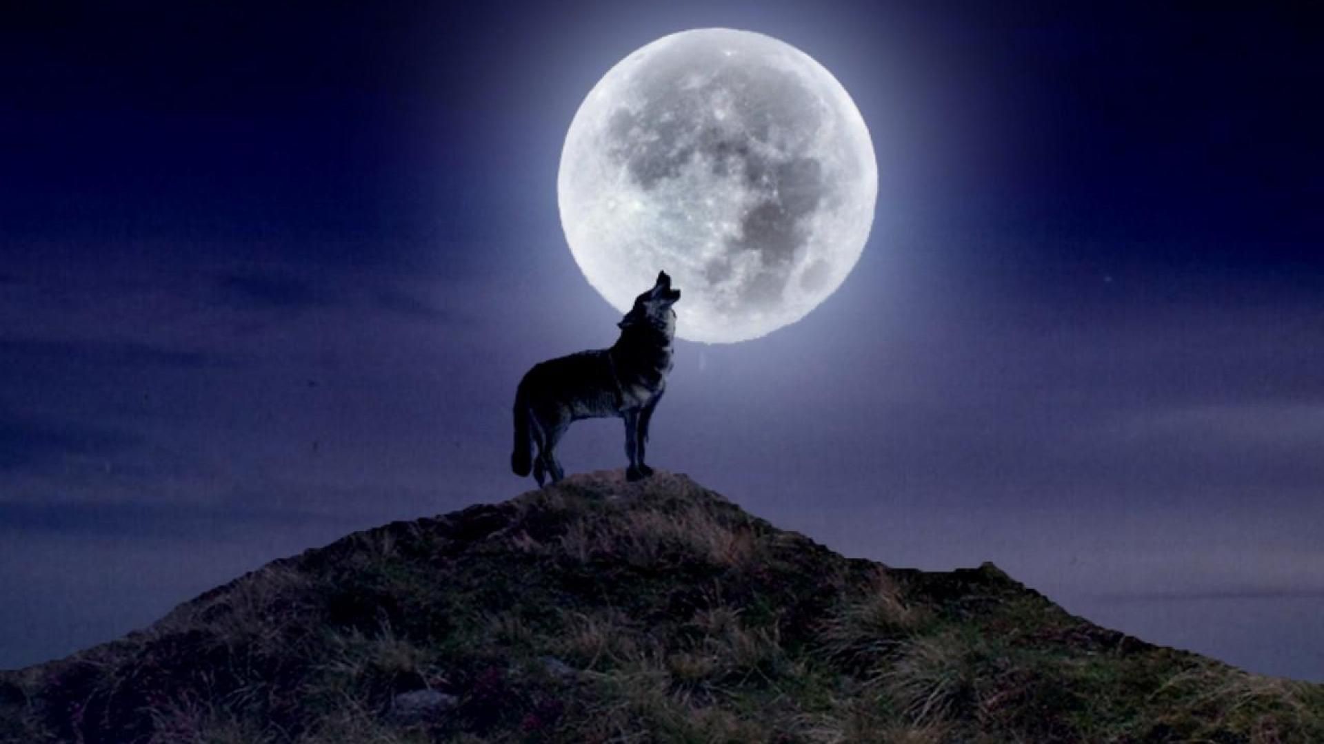 fondo de pantalla de bozkurt,cielo,luz de la luna,luna llena,luna,naturaleza