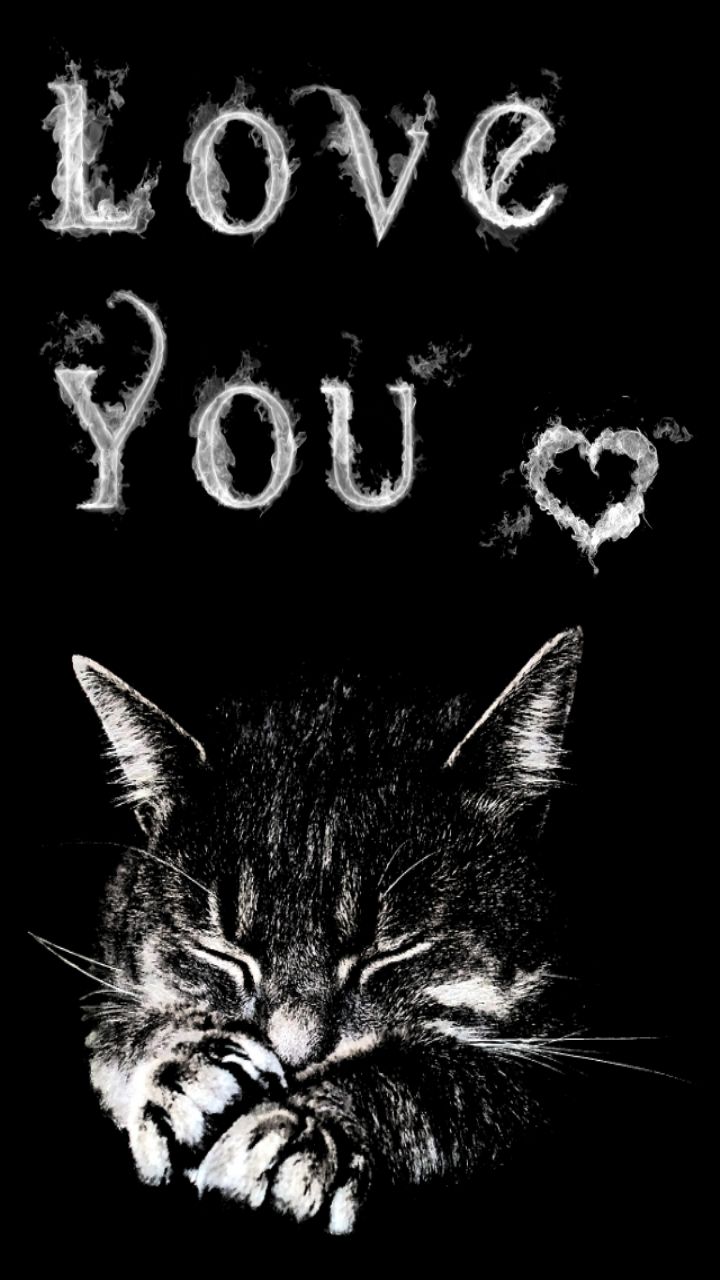 schöne liebe wallpaper für handy,katze,schnurrhaare,schwarze katze,felidae,kleine bis mittelgroße katzen