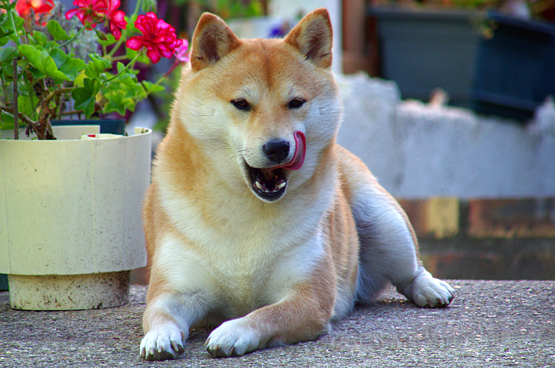 chien fond d'écran en direct,chien,shiba inu,akita,akita inu,hokkaido