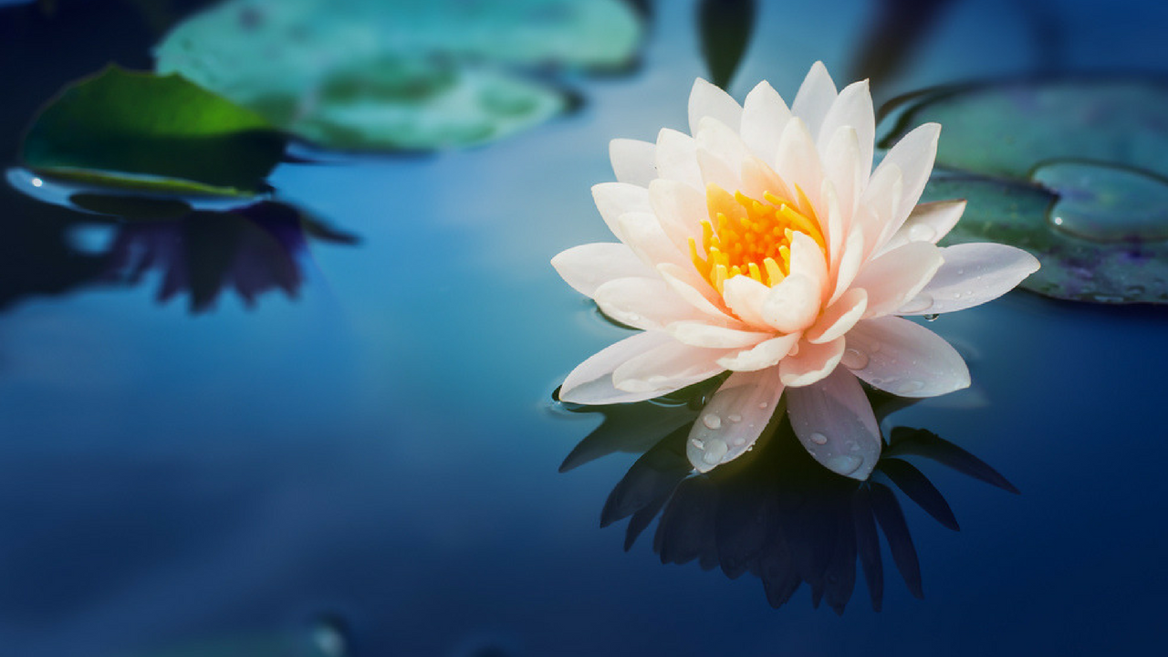 whatsapp wallpaper download free,flower,fragrant white water lily,petal,sacred lotus,aquatic plant