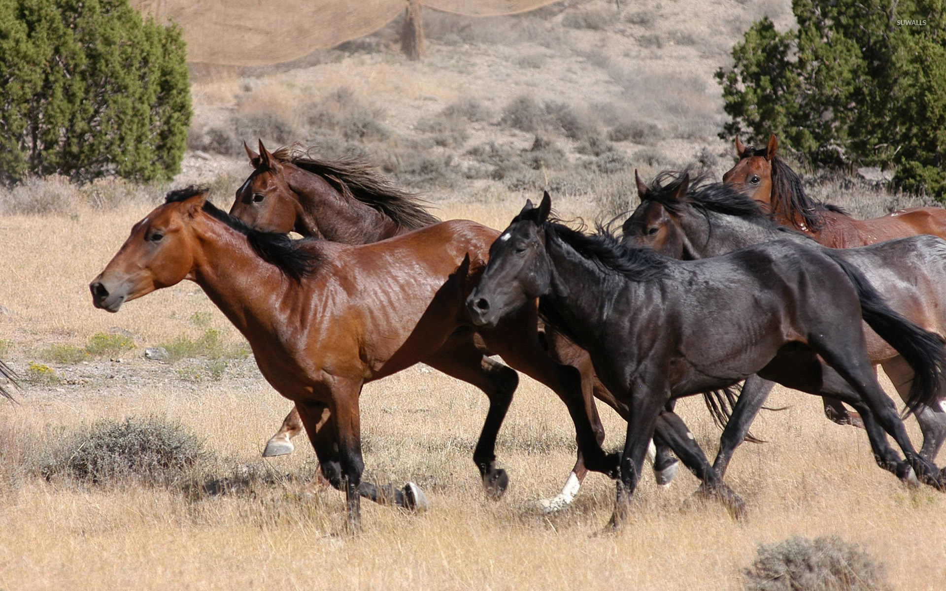 papier peint cheval de course,cheval,cheval mustang,faune,troupeau,étalon