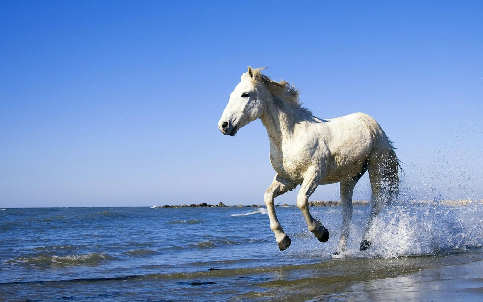 実行中の馬の壁紙,うま,種馬,空,たてがみ,マスタング馬