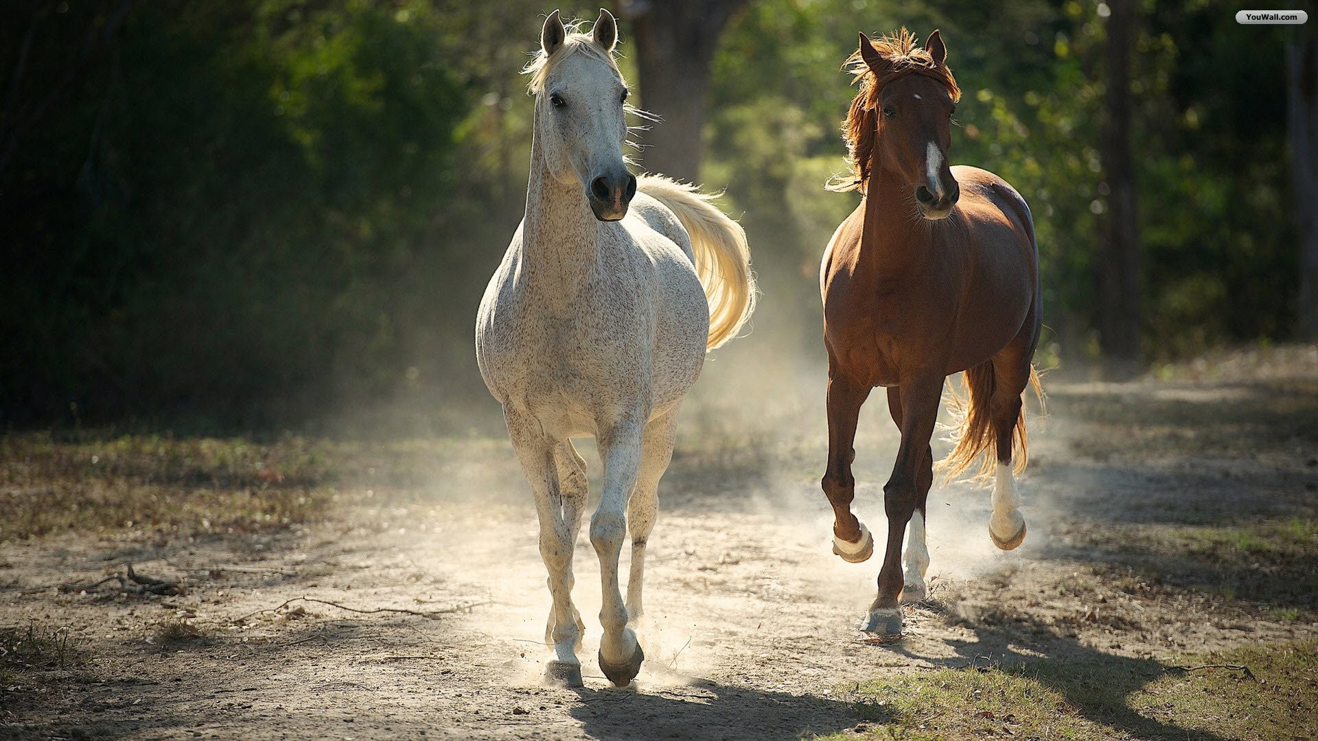 running horse wallpaper,pferd,mustangpferd,hengst,mähne,stute