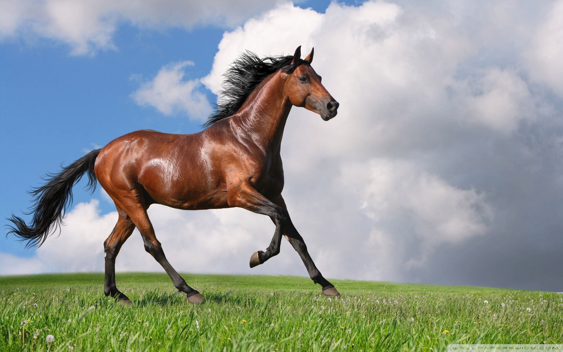 corriendo caballo fondo de pantalla,caballo,semental,melena,pradera,cielo