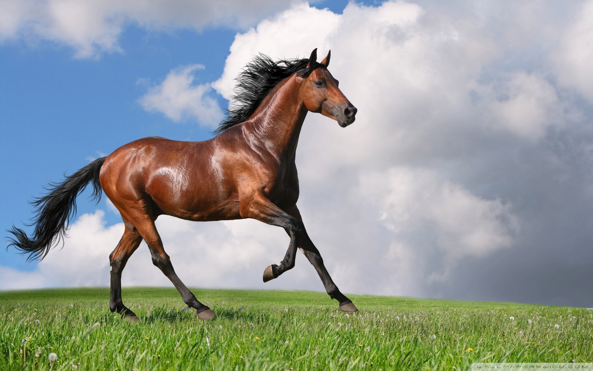 sfondo di cavallo corrente,cavallo,stallone,criniera,prateria,cielo