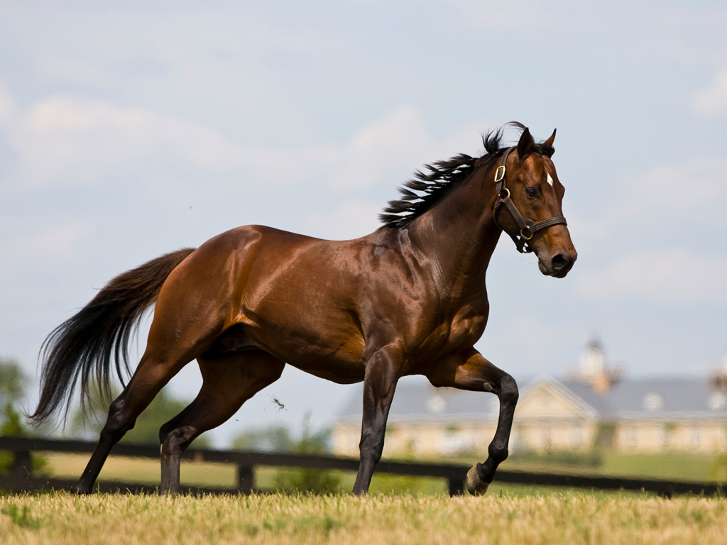 running horse wallpaper,pferd,hengst,mähne,stute,mustangpferd