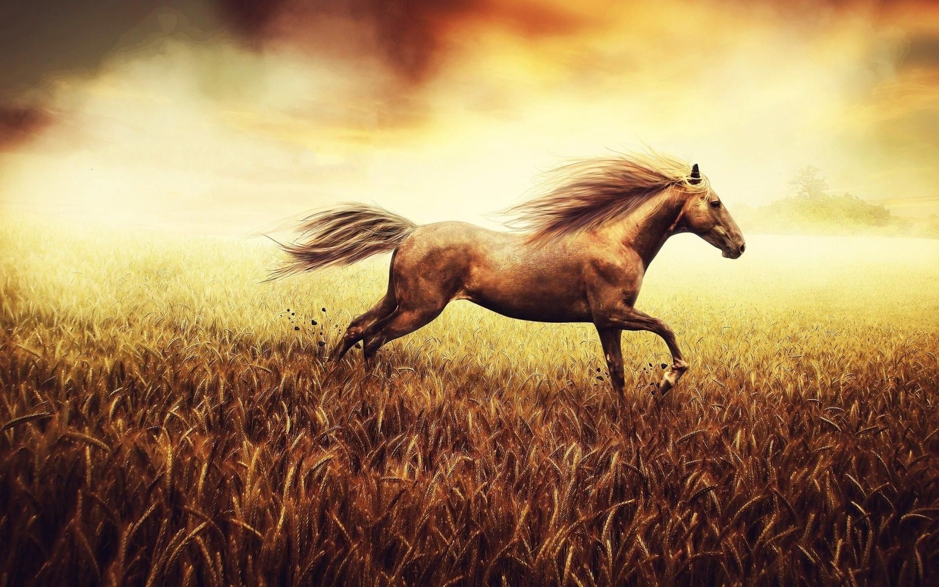 sfondo di cavallo corrente,cavallo,cielo,criniera,cavallo mustang,stallone
