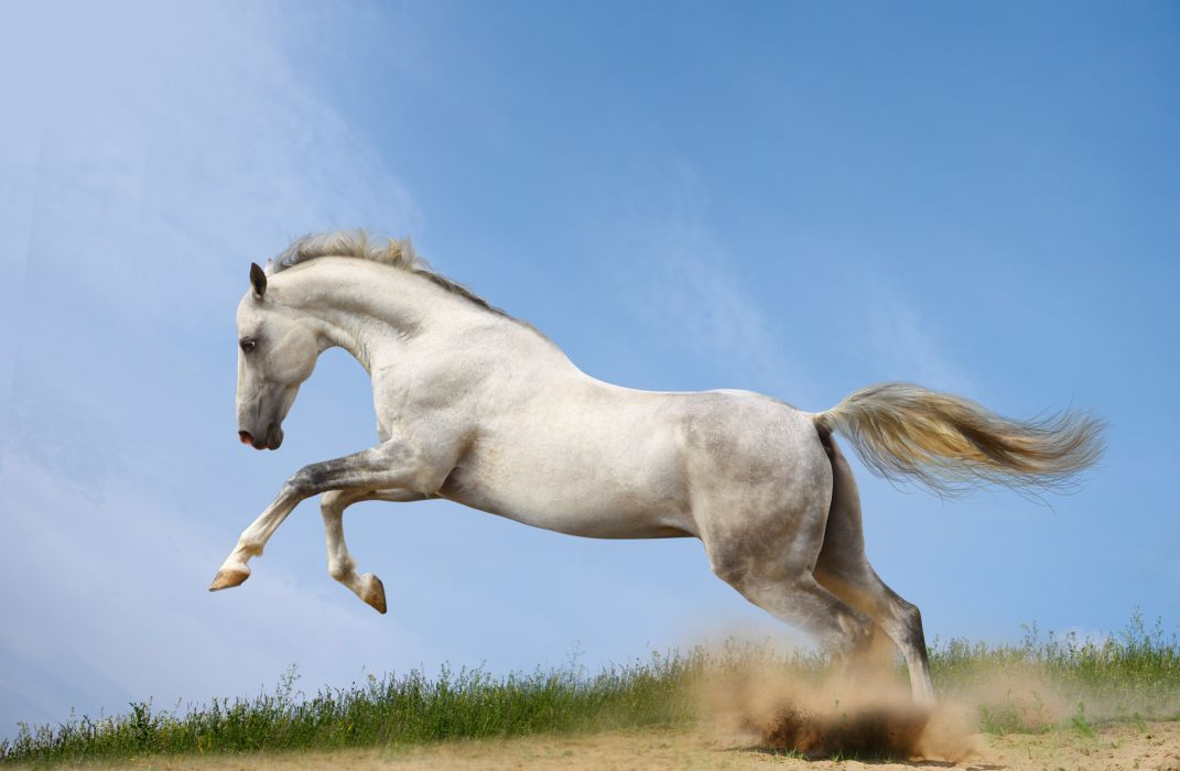 running horse wallpaper,horse,mammal,vertebrate,stallion,mane