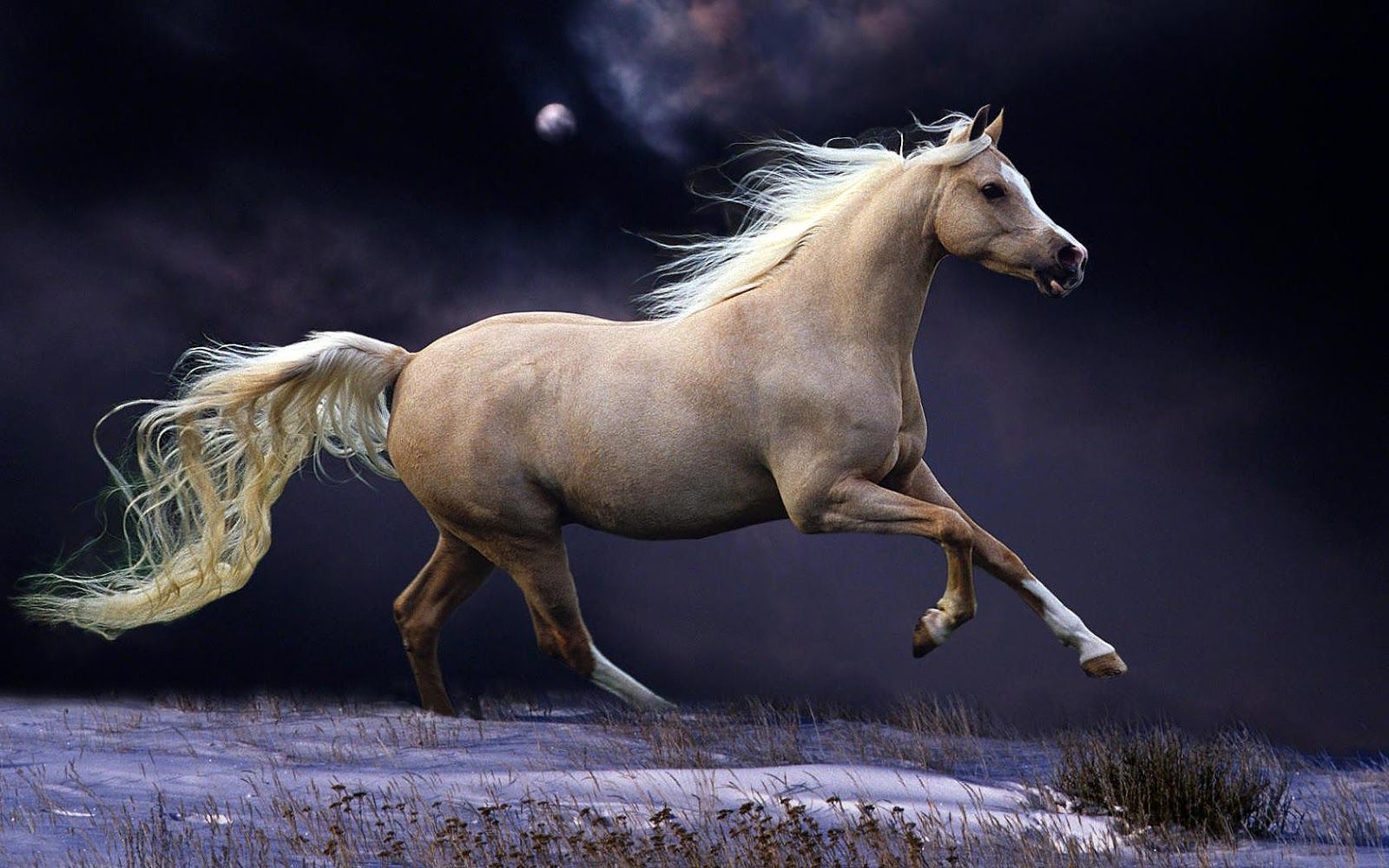 running horse wallpaper,horse,mammal,stallion,mane,mustang horse