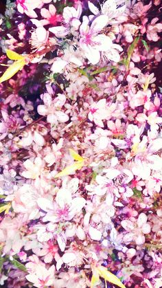 배경 tumblr feminino,라일락 꽃,꽃,꽃잎,식물,분홍