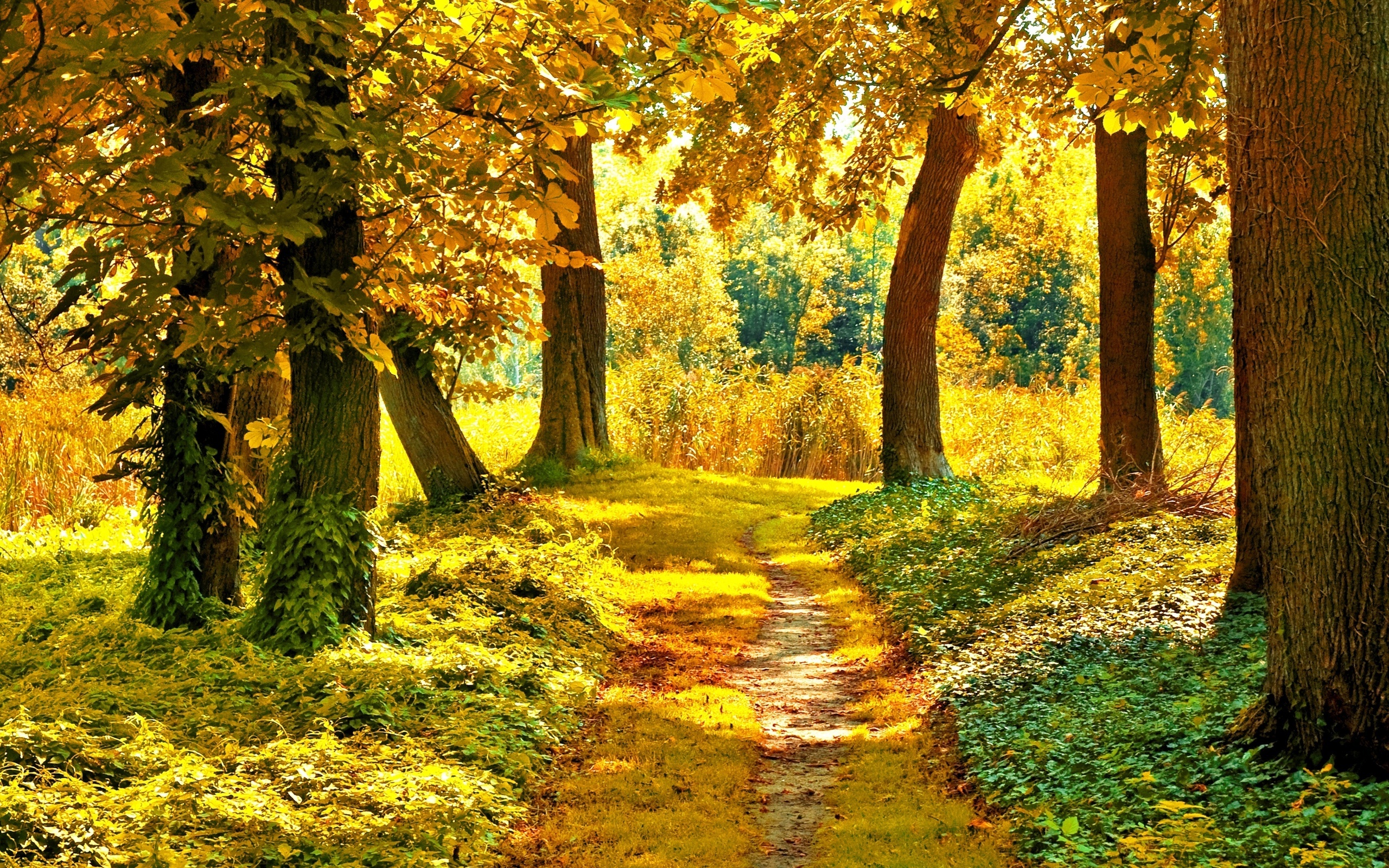 bosque hd fondo de pantalla en vivo,árbol,paisaje natural,naturaleza,bosque,hoja