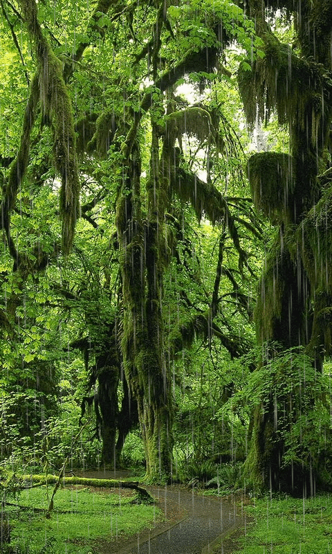 숲의 hd 라이브 배경 화면,나무,자연 경관,숲,오래된 성장의 숲,자연