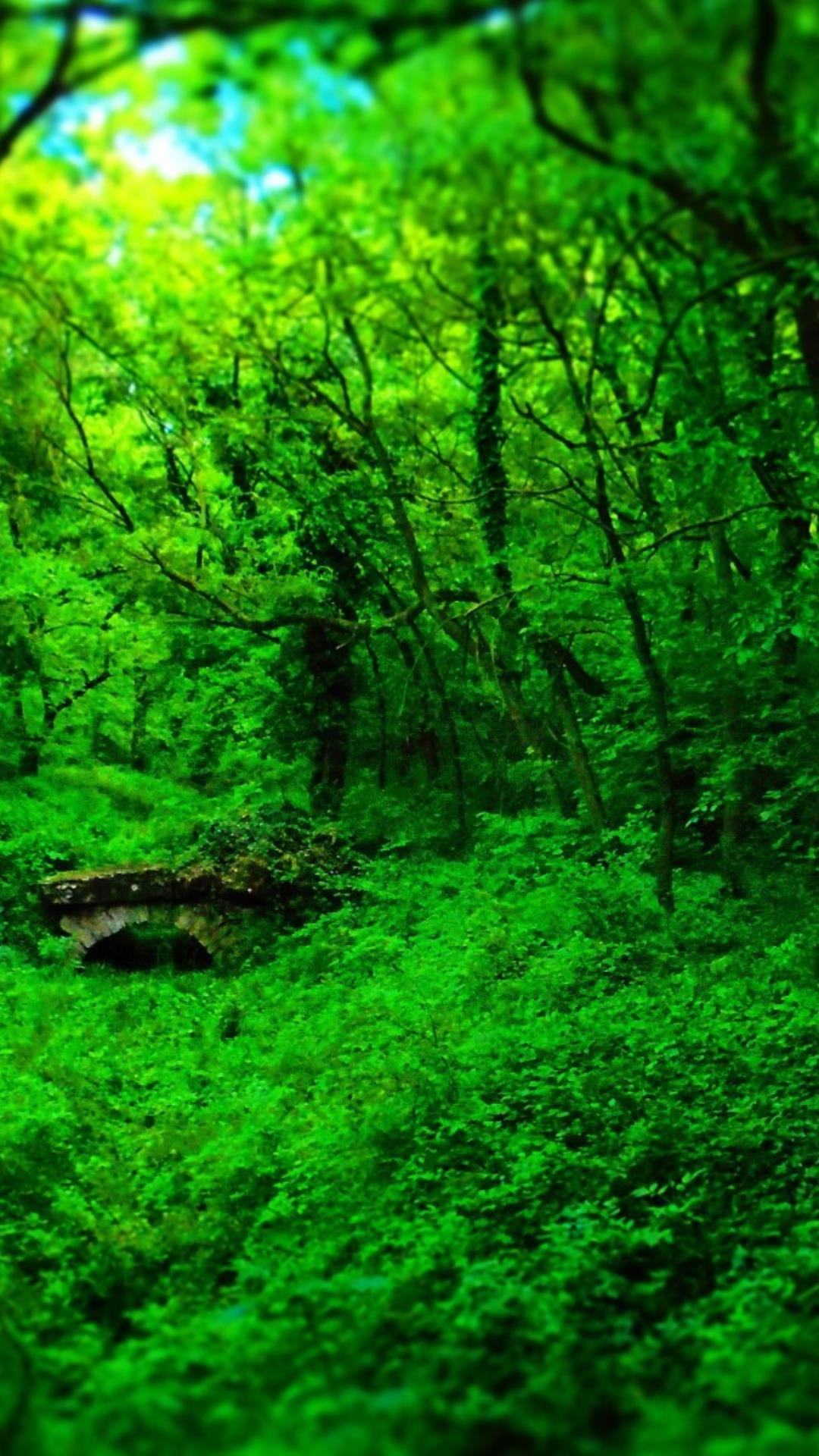 wald hd live wallpaper,grün,natur,natürliche landschaft,wald,baum