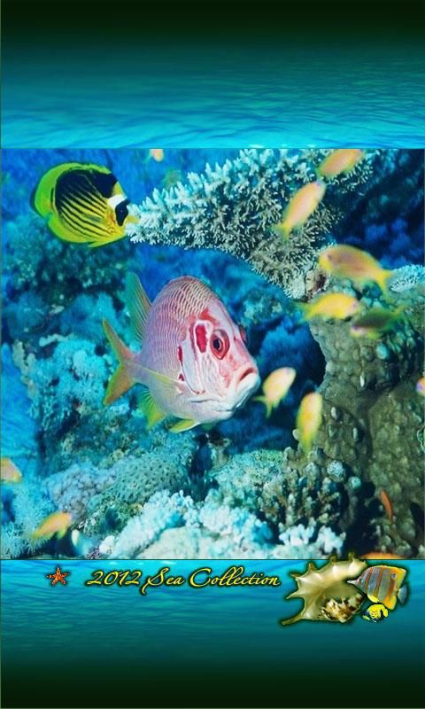 live wallpaper sott'acqua,pesce,subacqueo,biologia marina,pesce,pesci di barriera corallina