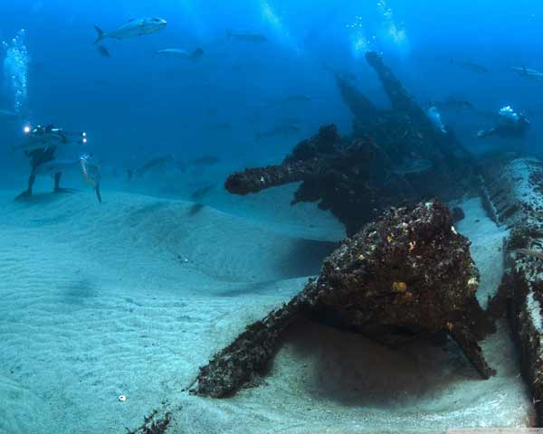 水中ライブ壁紙,水中,海洋生物学,難破,海,海洋