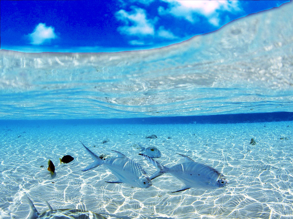 underwater live wallpaper,water,sky,aqua,azure,ocean