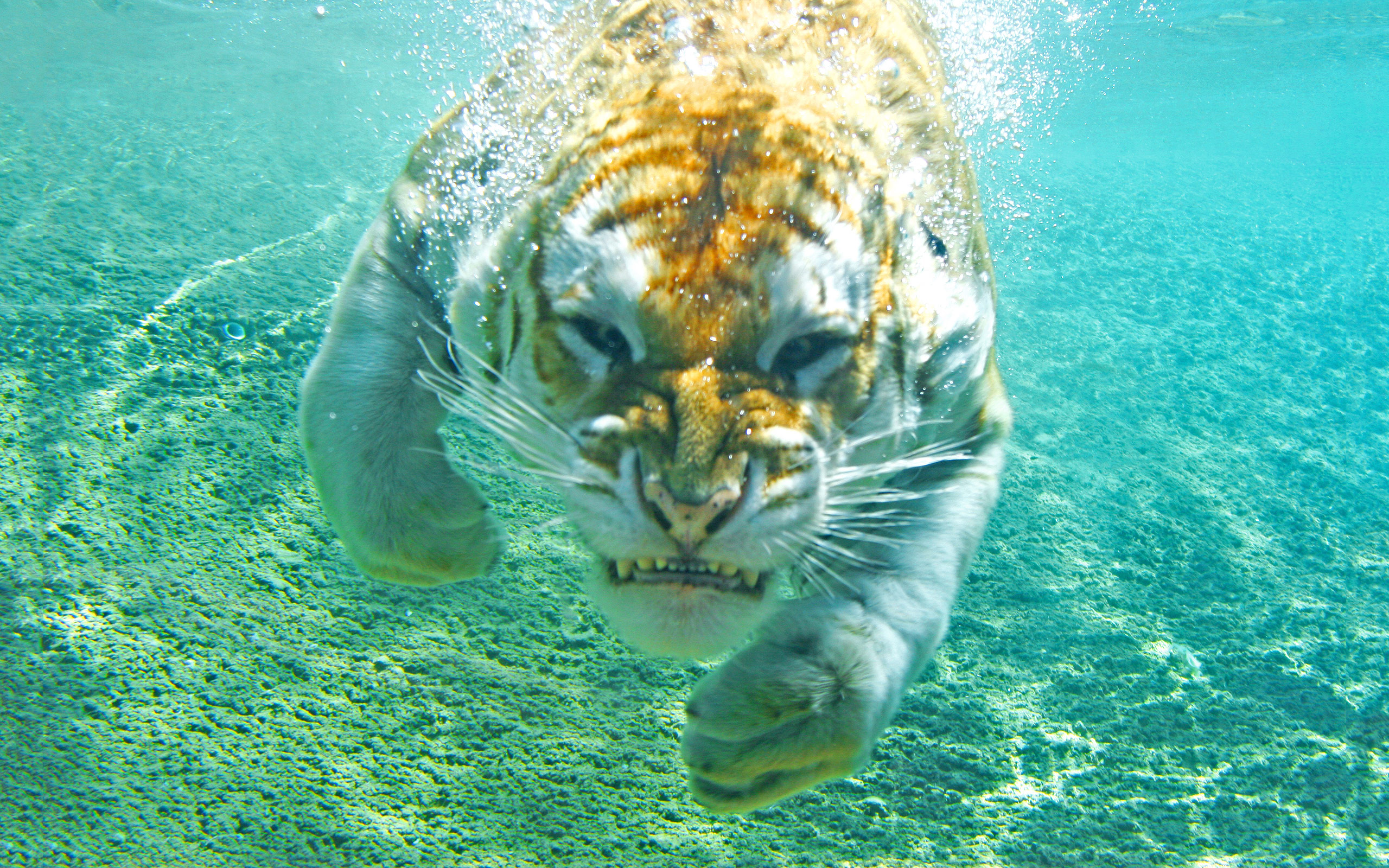 fond d'écran en direct sous marin,sous marin,félidés,l'eau,biologie marine,tigre du bengale
