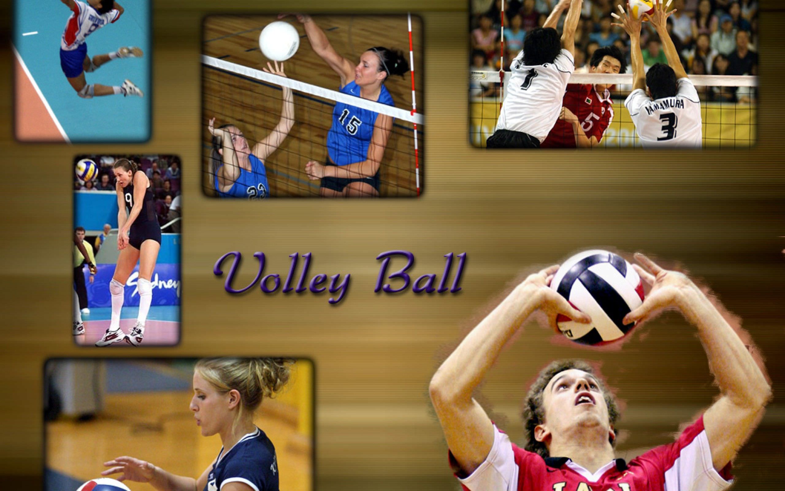 fond d'écran de volley ball hd,volley ball,joueur de volleyball,des sports,joueur de basketball,volley ball