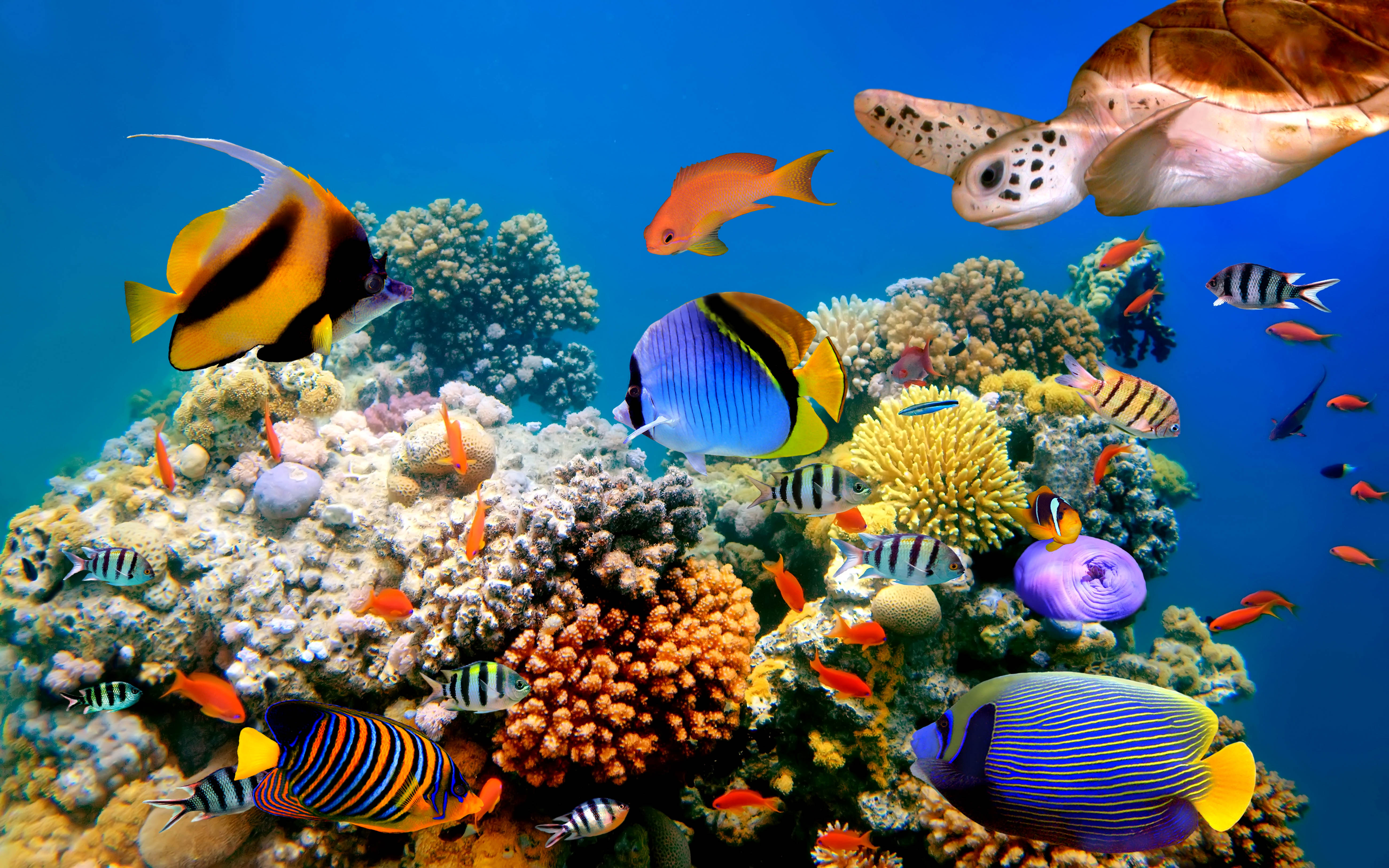 unterwasser hd wallpaper,korallenriff,riff,korallenrifffische,meeresbiologie,steinkoralle