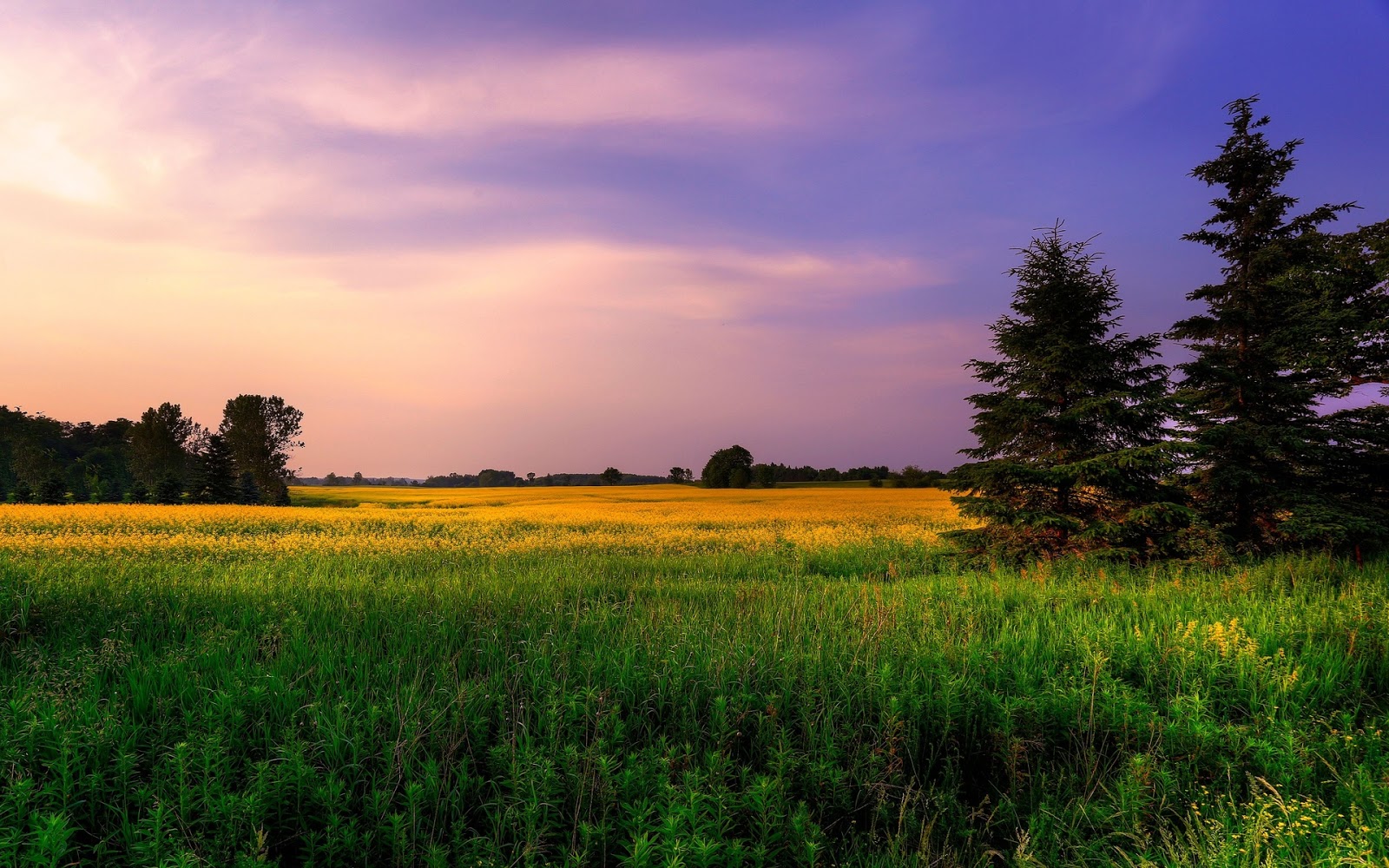 image naturelle fond d'écran hd,ciel,paysage naturel,la nature,champ,prairie