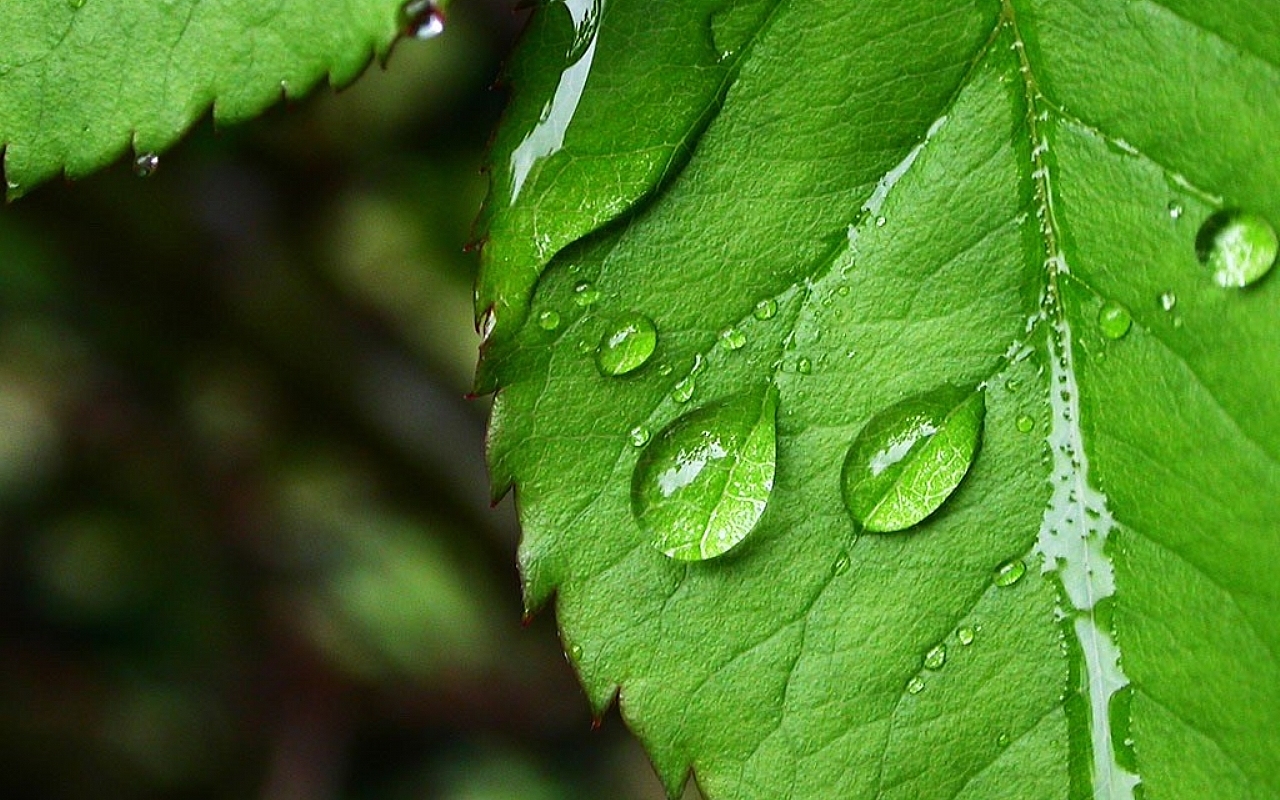 leaf wallpaper hd,leaf,dew,green,water,moisture
