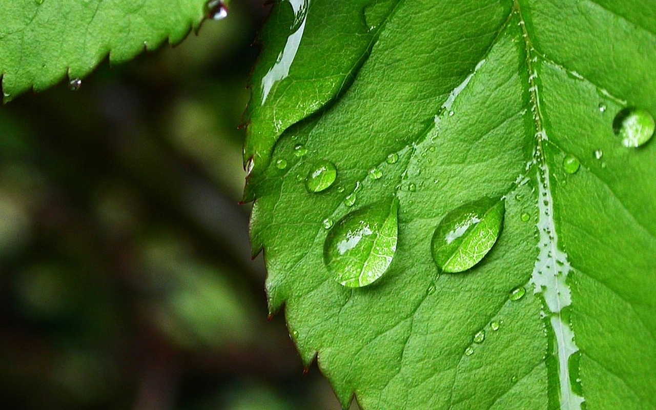 fond d'écran feuille hd,feuille,rosée,vert,l'eau,humidité