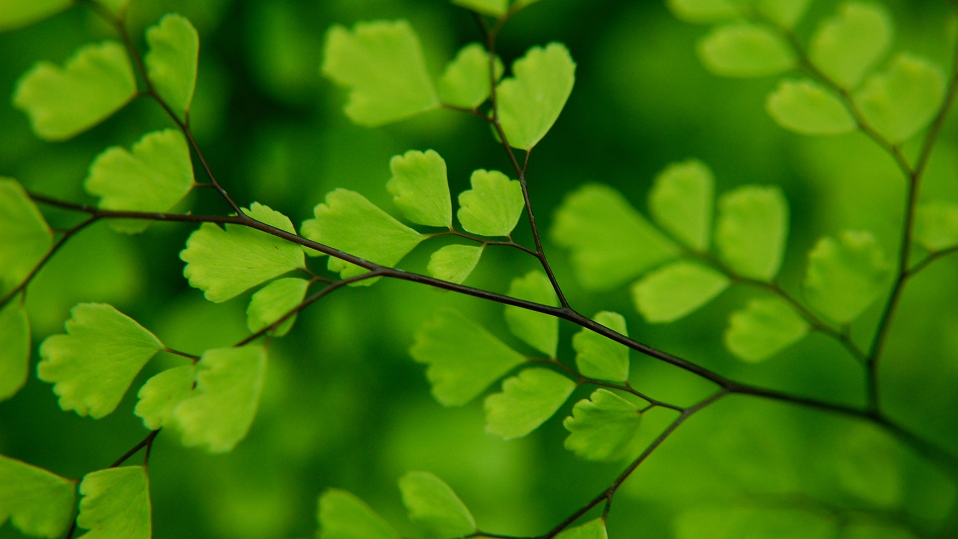 leaf wallpaper hd,green,leaf,plant,flower,tree