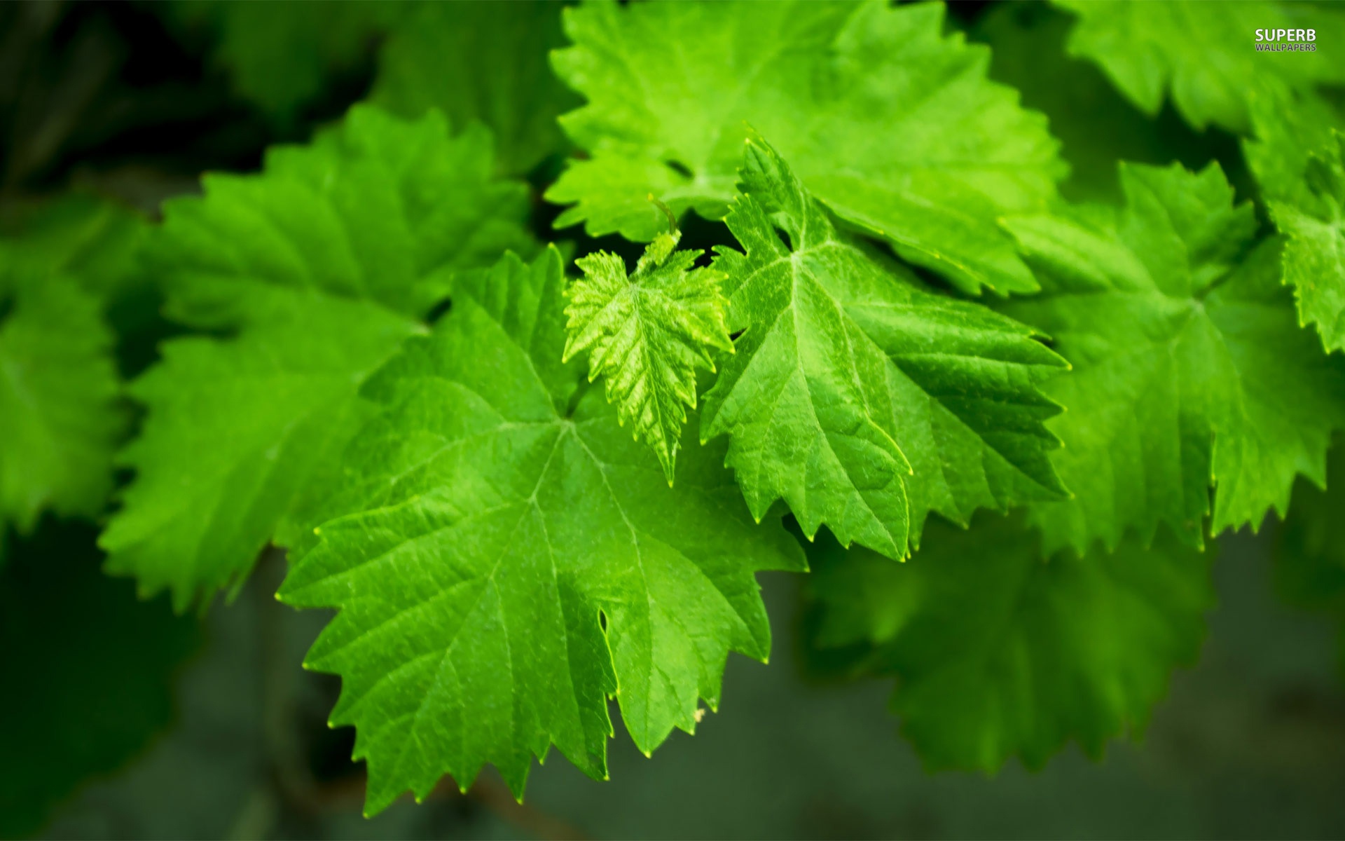 fond d'écran feuille hd,feuille,fleur,vert,plante,plante à fleurs