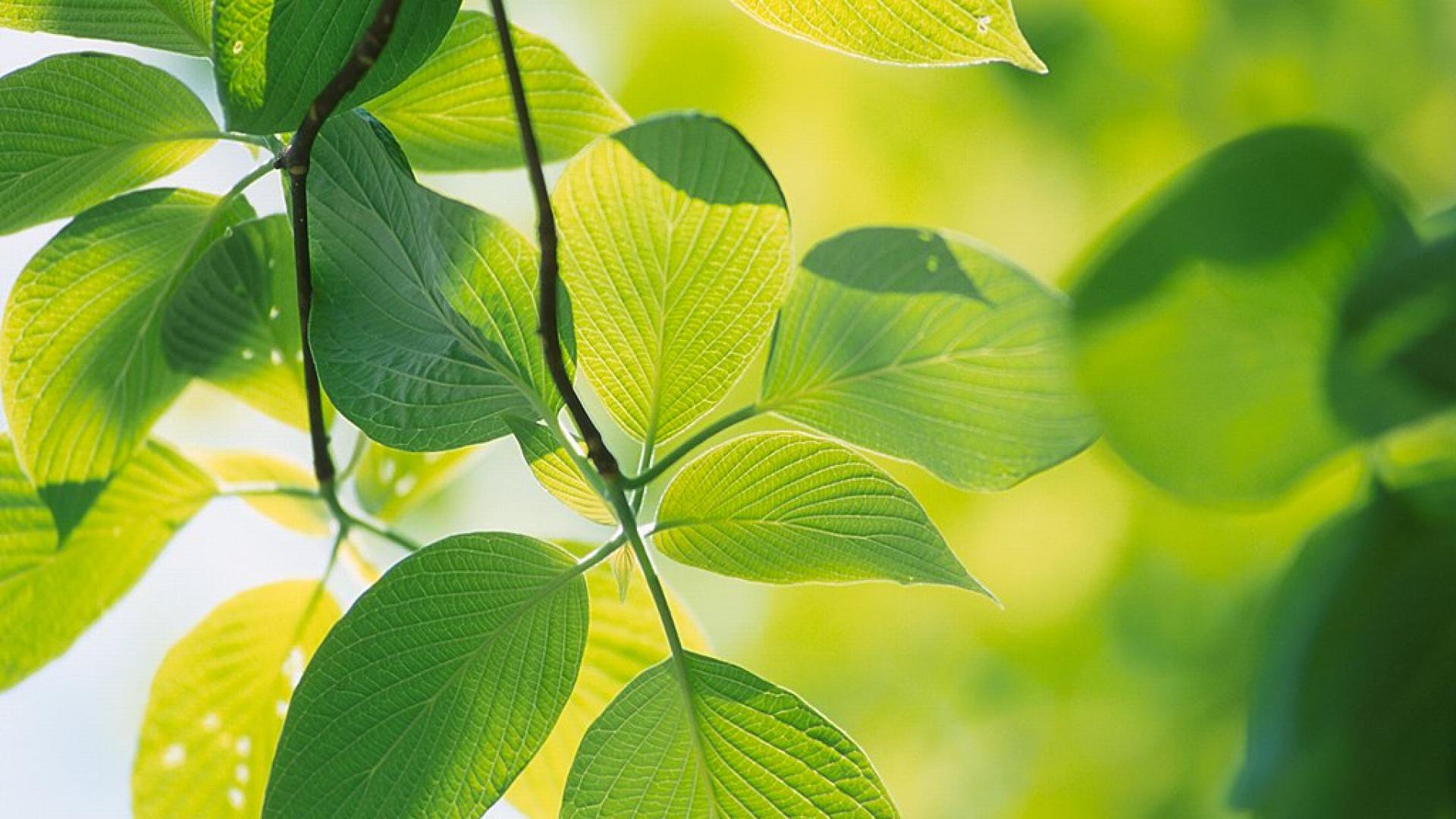 hoja fondos de pantalla hd,hoja,verde,naturaleza,árbol,planta