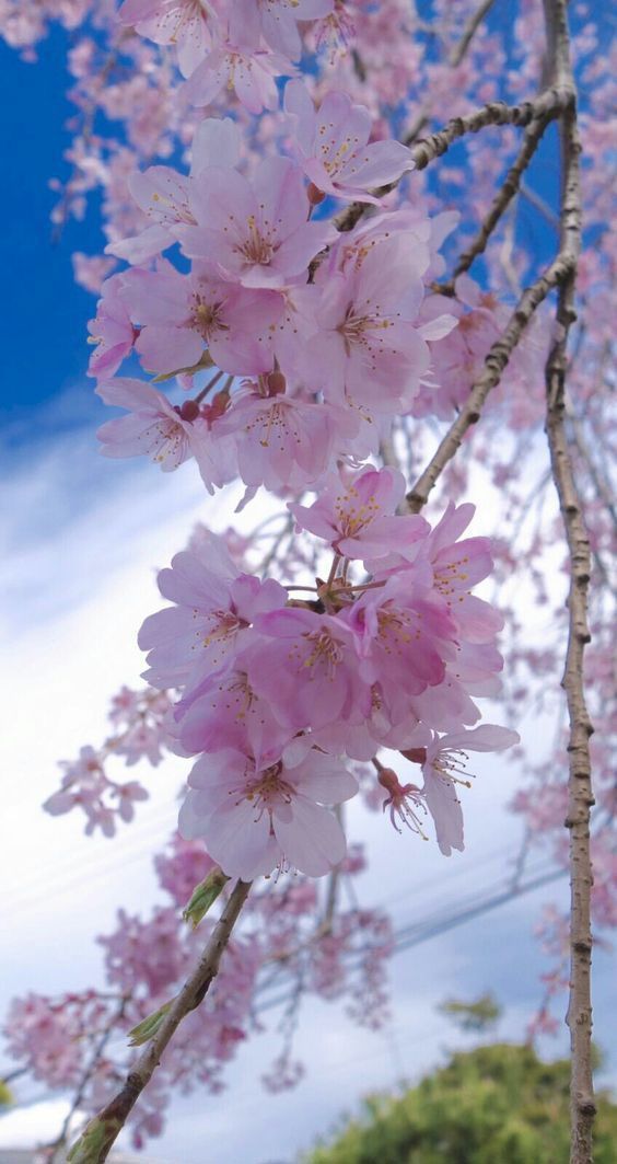 romantische tapete in voller größe,blume,pflanze,blühen,rosa,baum